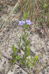 Oblongleaf snakeherb